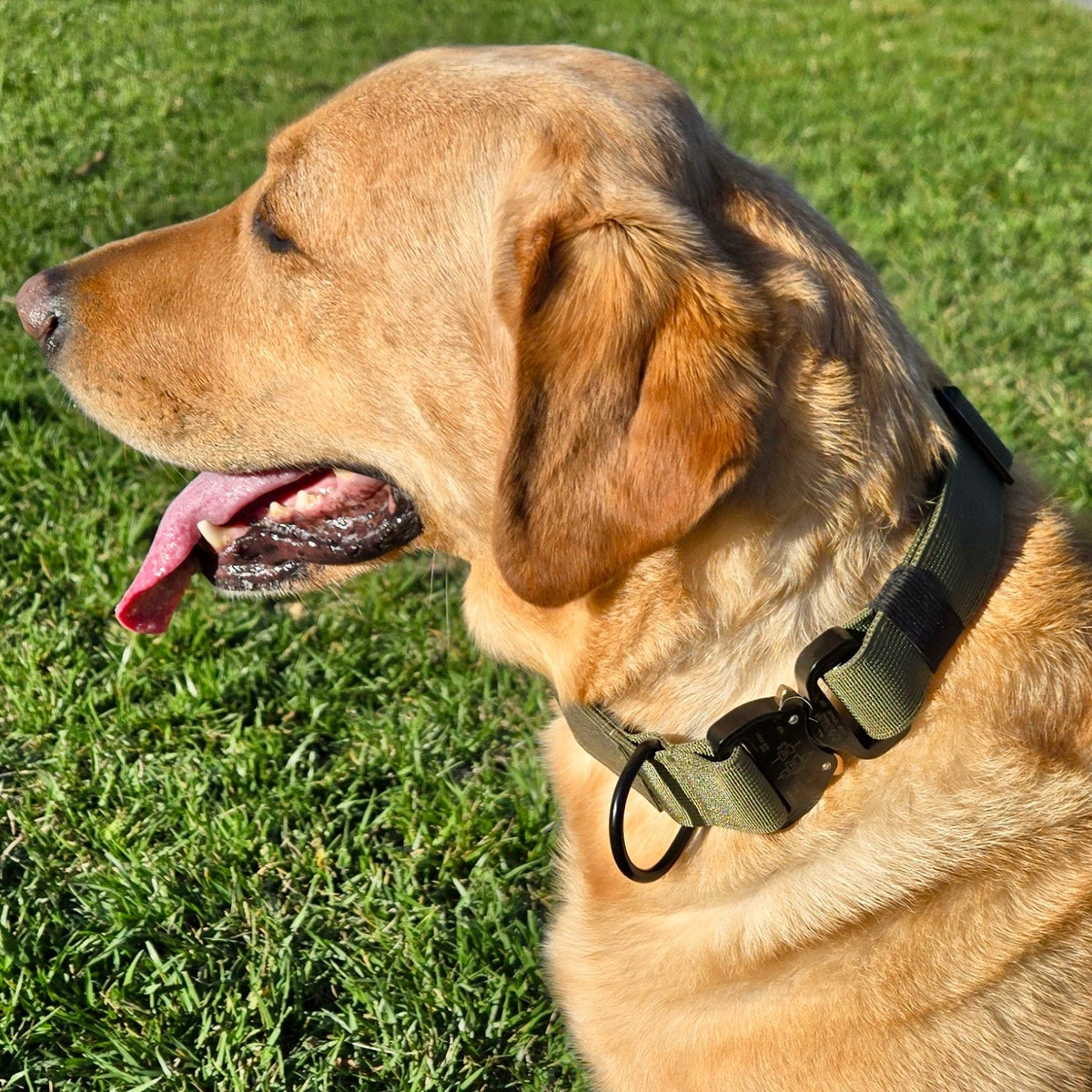 K9 Pro™ Collar: Maximum Strength and Control