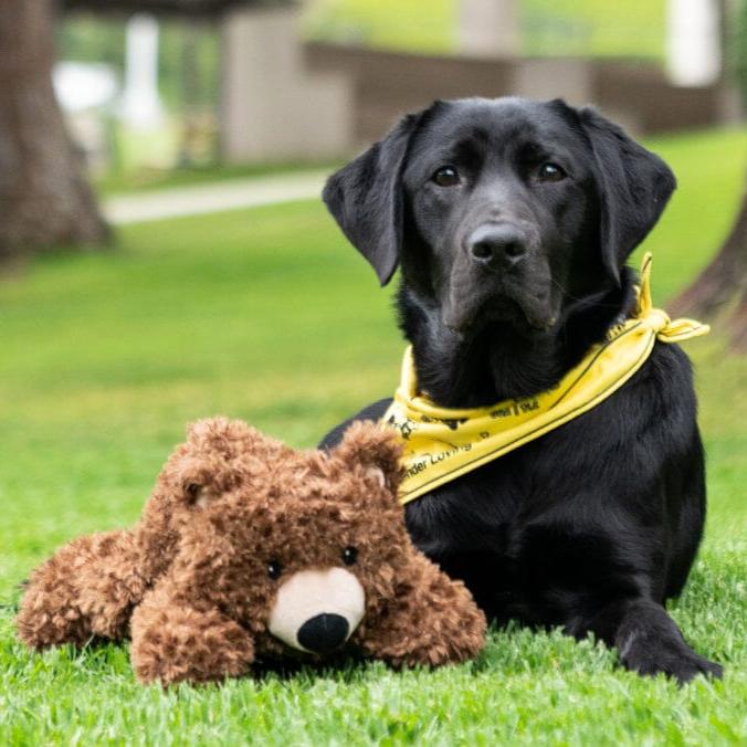 K9 Play™ California Grizzly Bear Dog Toy
