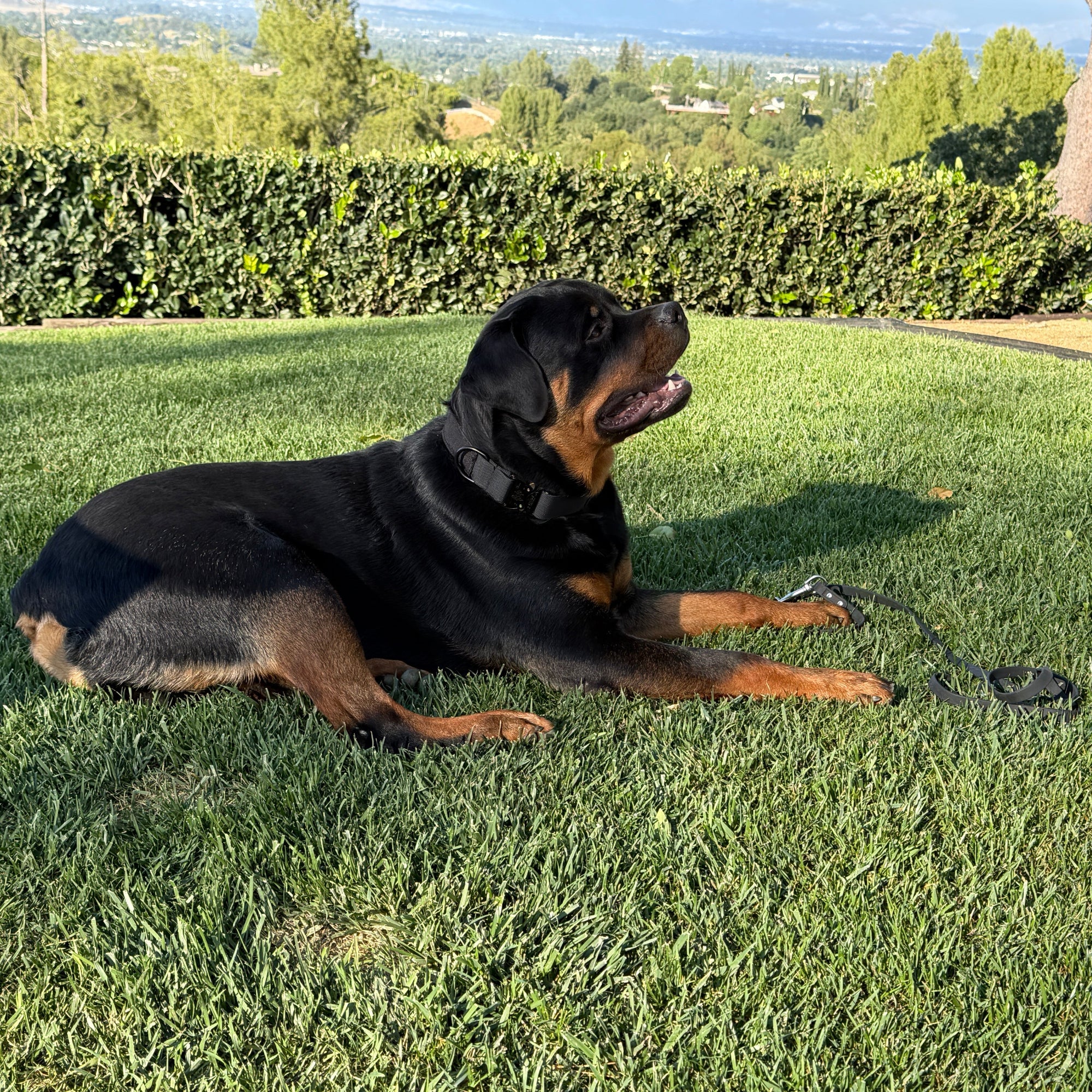 K9 Pro™ Collar: Maximum Strength and Control
