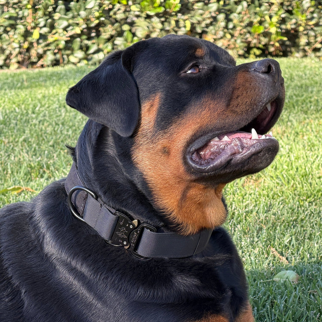 K9 Pro™ Collar: Maximum Strength and Control