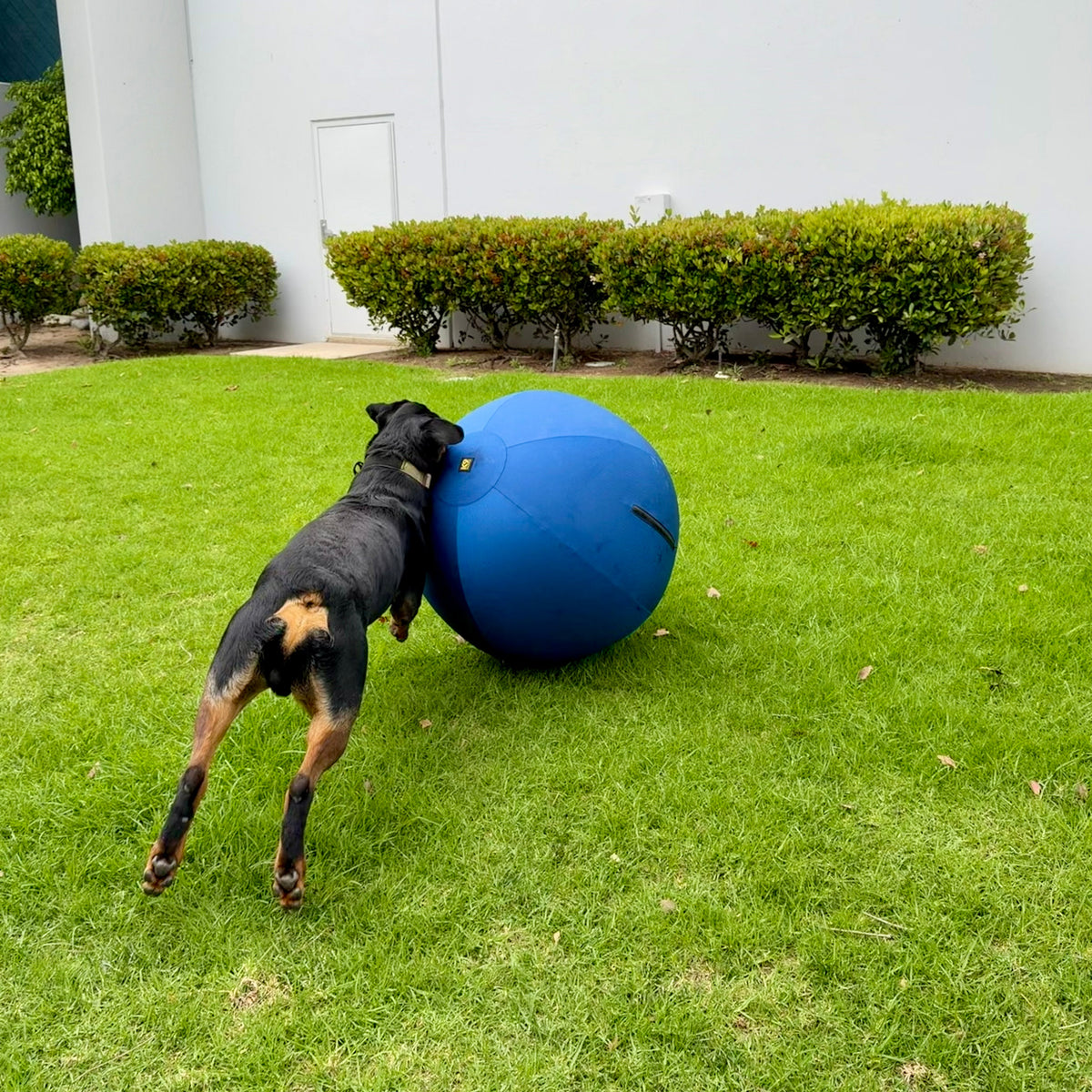 K9 Play™ Herding Ball Dog Toy